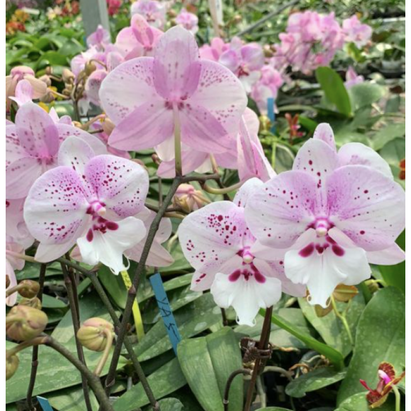 Орхiдея Phal. (Sogo Yukidian V3 x (Yu Pin Fire Works x Taida Pearl